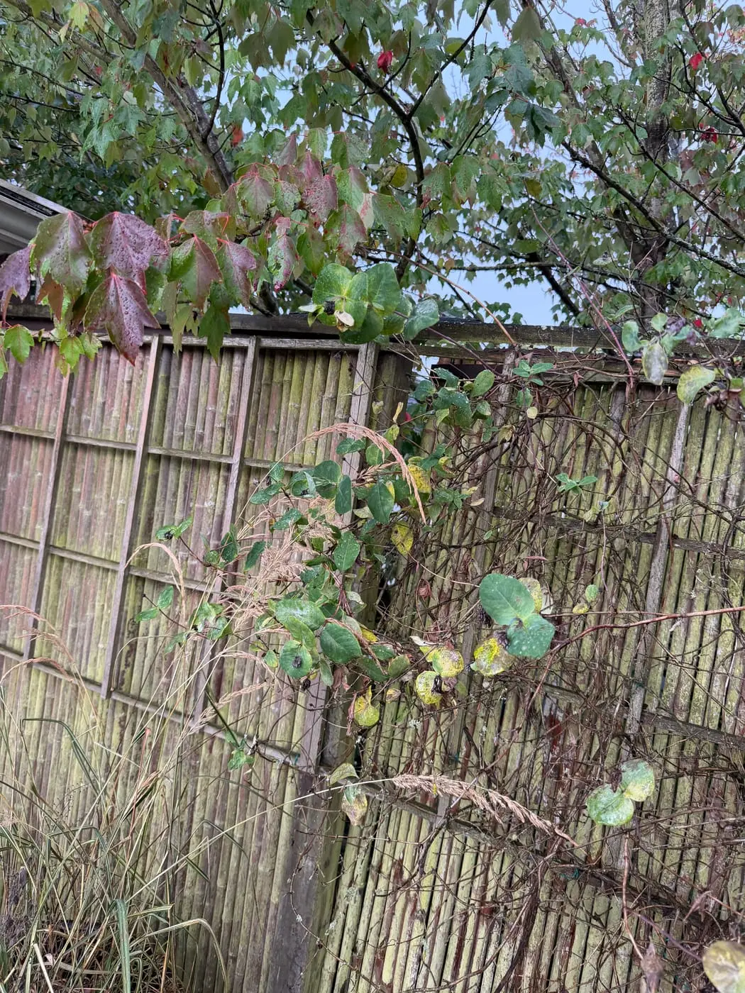 Vines growing straight through the panels.