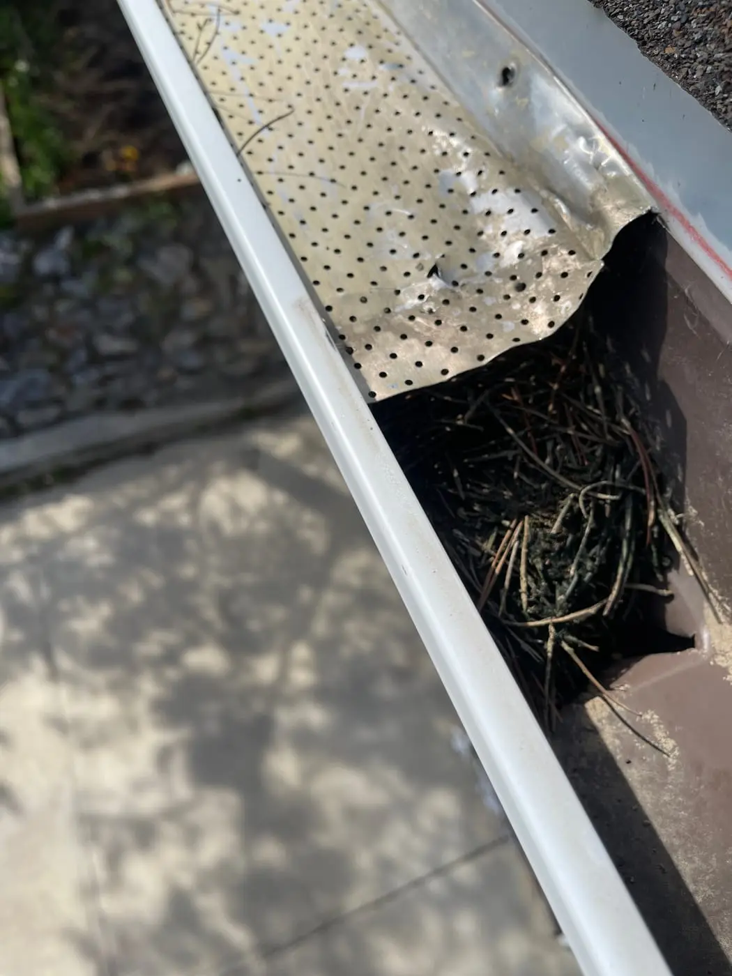 A nest packed into the downspout elbow.